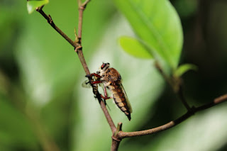 insect picture