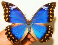 butterflies-moths.png