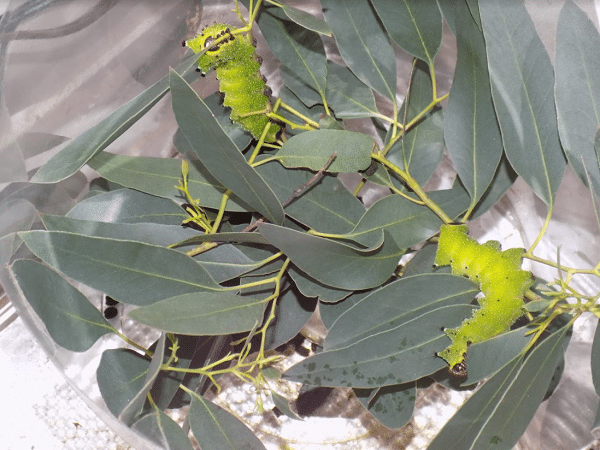 rearing moth