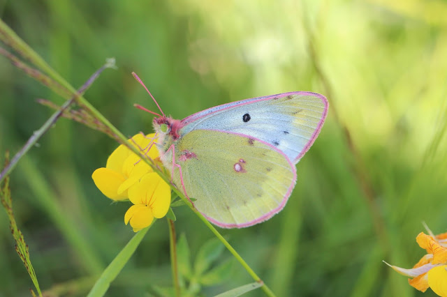 Butterfly picture