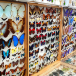 insect fairs