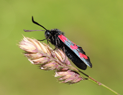 Insect Photo