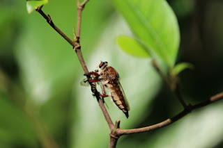 insect shot 2