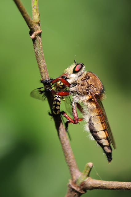 perfect insect macro picture