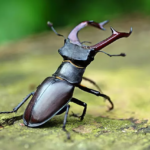 stag beetle sell