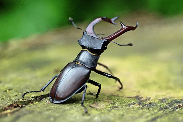 stag beetle sell