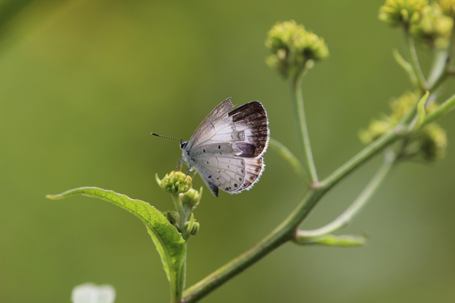 blue butterfly