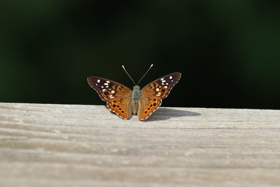 emperor butterfly