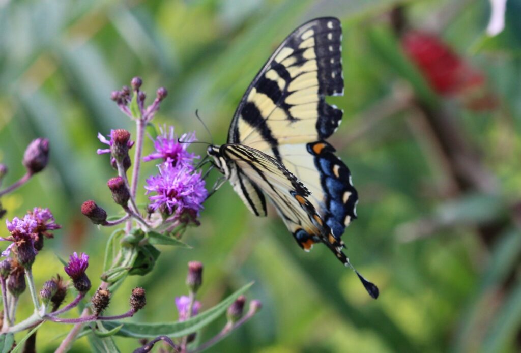 Tiger Swallowtail