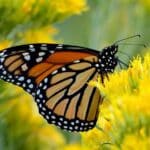 monarch butterfly