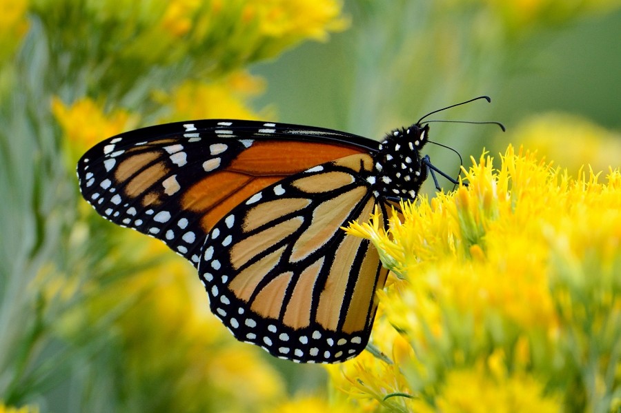 How to attract monarch butterflies